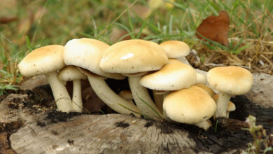 Photo of Igrocybe clorofana