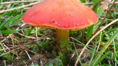 Photo of Igrocybe conica