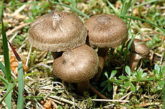 Photo of Inocybe lacera