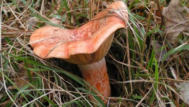 Photo of Lactarius deliciosus