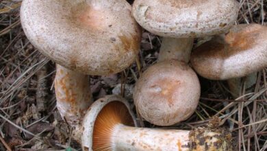 Photo of Lactarius quieticolor