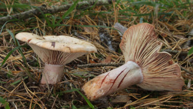 Photo of Lactarius sanguifluus