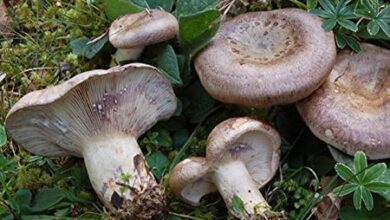 Photo of Lactarius violascens