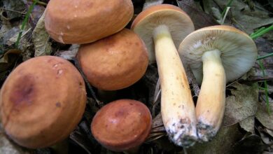 Photo of Lactarius volemus