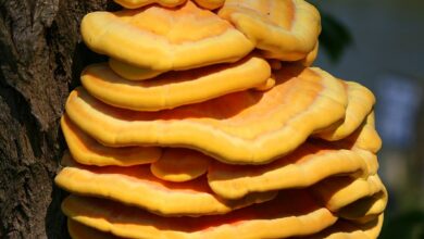 Photo of Laetiporus sulphureus