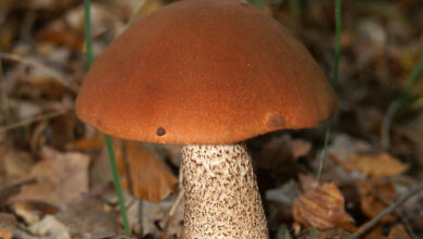 Photo of Leccinum aurantiacum