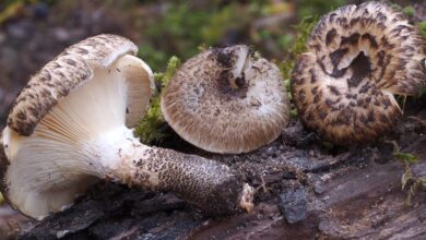 Photo of Lentinus tigrino