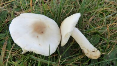 Photo of Lepiota erminea