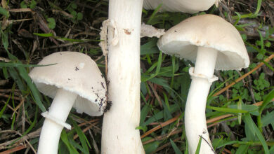 Photo of Leucoagaricus leucothites