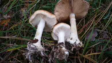 Photo of Leucocortinarius bulbiger