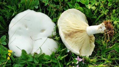 Photo of Leucopaxillus paradosso