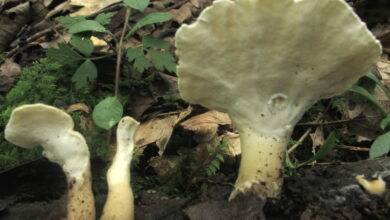 Photo of Loweomyces fractipes