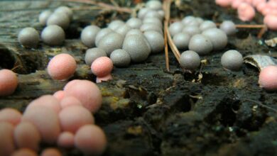 Photo of Lycogala epidendrum