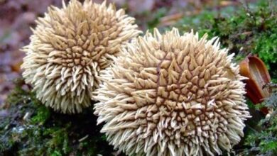 Photo of Lycoperdon echinatum