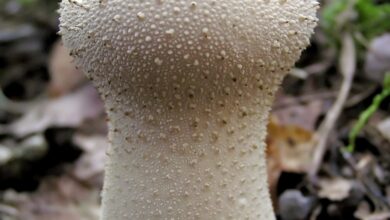 Photo of Lycoperdon perlatum