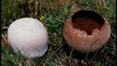 Photo of Lycoperdon utriforme