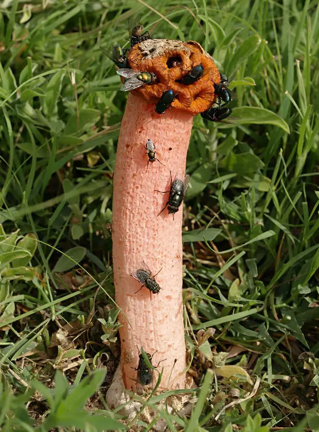 Lysurus periphragmoides Il Giardino Commestible