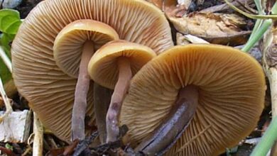 Photo of Macrocistidia cucumis