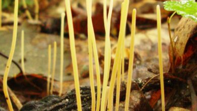 Photo of Macrotifola juncea