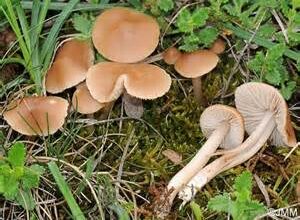 Photo of Marasmius collinus