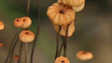 Photo of Marasmius graminum