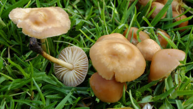 Photo of Marasmius oreades