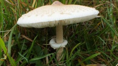 Photo of Mastoide macrolepiota