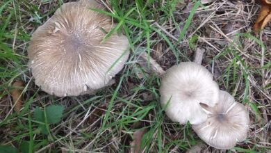Photo of Megacollybia platifillia