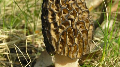 Photo of Morchella cónica