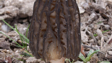 Photo of Morchella elata