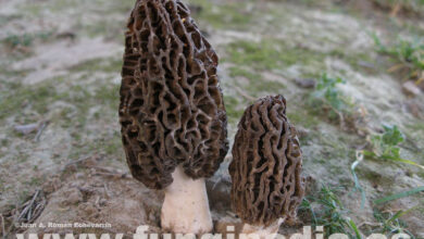 Photo of Morchella hortensis