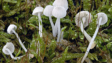 Photo of Mycena corynephora