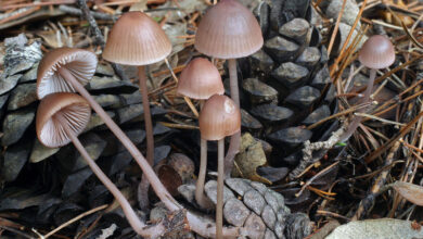 Photo of Mycena seynii