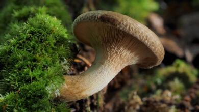 Photo of Paxillus involutus