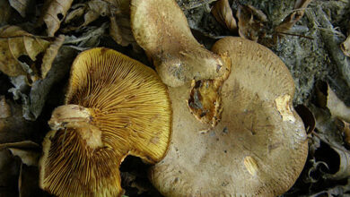 Photo of Paxillus rubicundulus