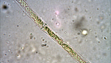 Photo of Pesce Arvernensis
