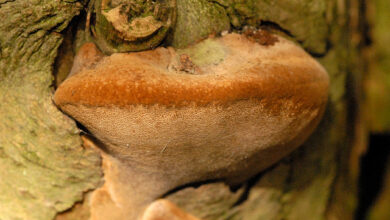 Photo of Phellinus pomaceus