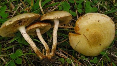 Photo of Pholiota gummosa