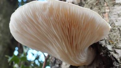 Photo of Pleurotus dryinus