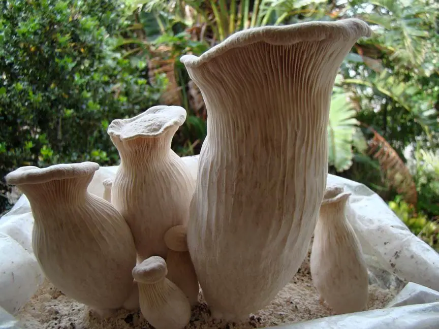 Pleurotus nebrodensis Il Giardino Commestible