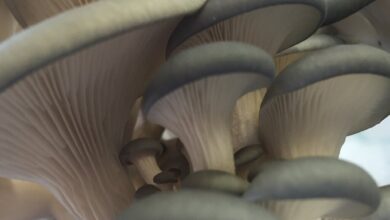 Photo of Pleurotus ostreatus