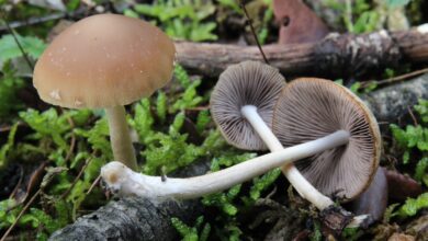 Photo of Psathyrella spadixogrisea