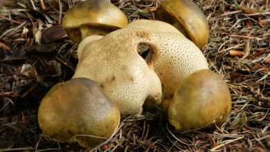 Photo of Pseudoboletus parasiticus