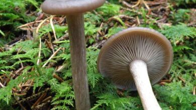 Photo of Pseudoclitocybe ciathiformis