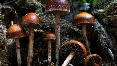 Photo of Psilocybe coprofila