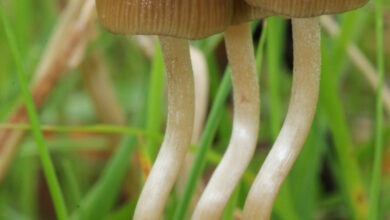 Photo of Psilocybe semilanceata