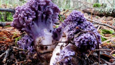 Photo of Ramaria cedretorum