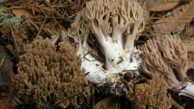 Photo of Ramaria fennica