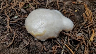 Photo of Reticularia lycoperdon