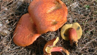 Photo of Rheubarbariboletus armeniacus